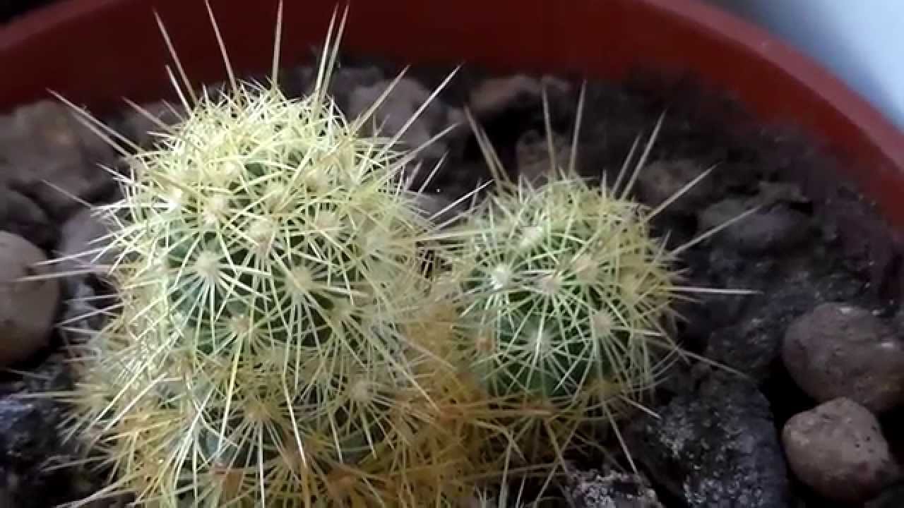 My cactus 