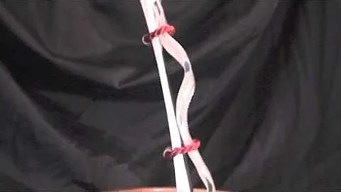 Crystal Bacon Trophy