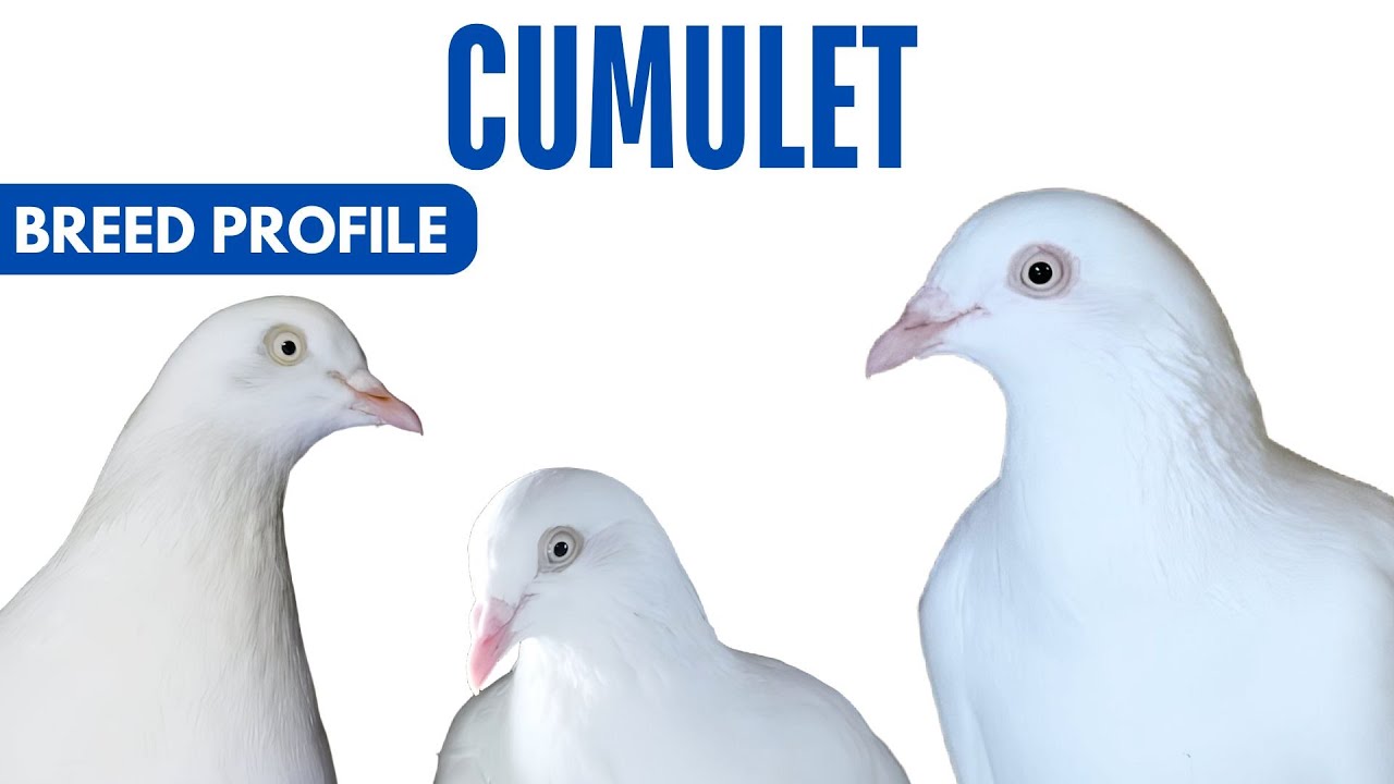 Cumulet Pigeon Breed Profile - History - Cumulet Pigeon Health Issues Price Training