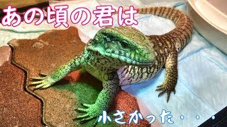 現在112センチ】驚異的なサバンナモニターひろしの成長【オオトカゲ