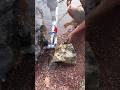 Double Output RamPump Testing #shorts #double #viralvideo
