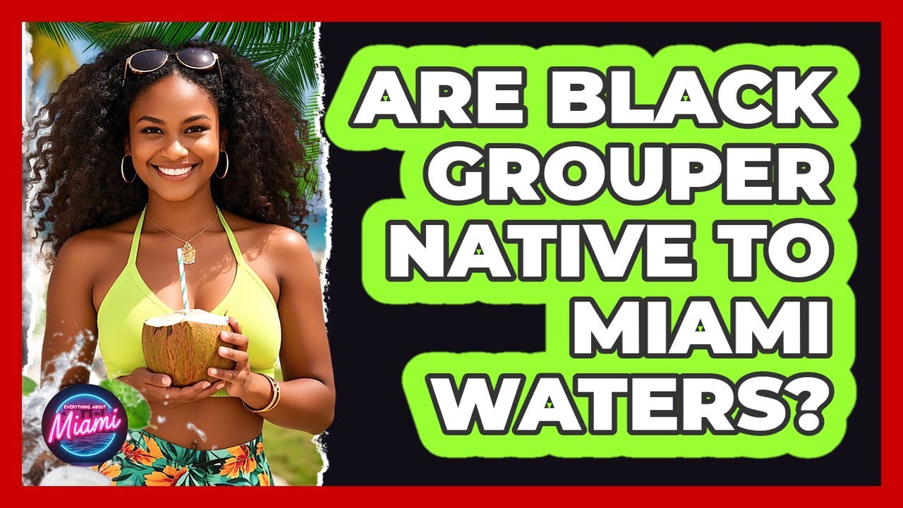 Are Black Grouper Native to Miami Waters?