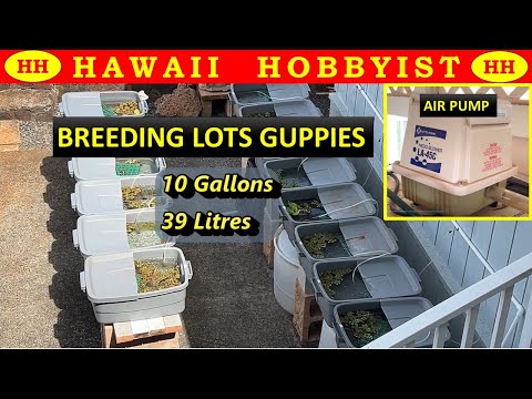 How I Breed 1,000&rsquo;s of Beautiful Guppies.  Easy Backyard Set Up.