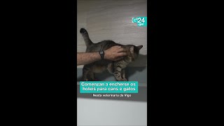 🐕🐈 GALICIA | As residencias para mascotas énchense nas vacacións