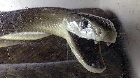 How to handle venomous snakes.