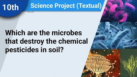 Which are the microbes that destroy the chemical pesticides in soil | Solution Buddy