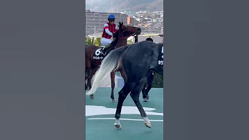 阪神競馬場 フォーチュンカップ 馬場入場 あの曲にのせて 1番から９番 誘導馬 ゴーイングベルの合図ではじまったよ 