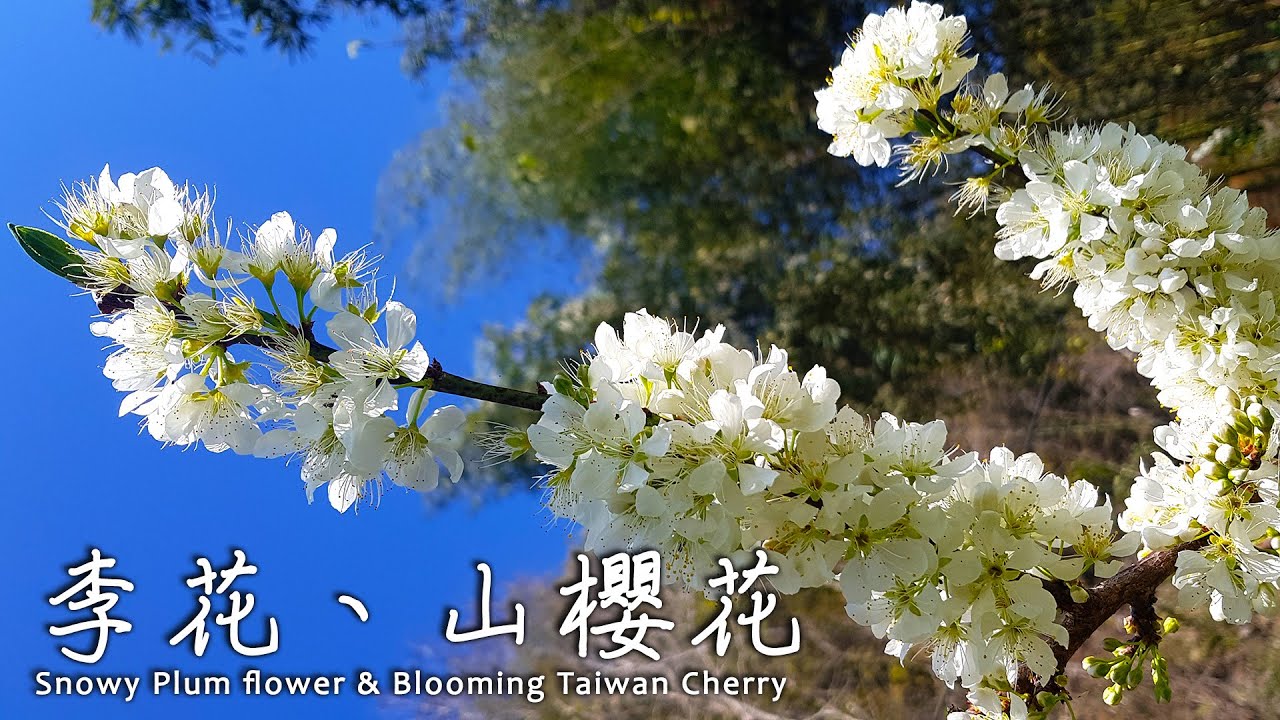 【花絮】李花 李子花, 台灣山櫻花 緋寒櫻 緋櫻 鐘花櫻 Plum flower, Taiwan Cherry - YouTube