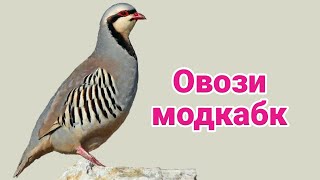 Овози модкавг