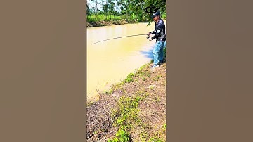 SUÝT THÌ GÃY CẦN !!! - CÂU LURE CÁ NHEO #caulurecaloc #caulure #shortsvideo