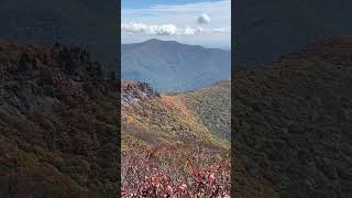 Feels Early for these Blue Ridge Parkway Colors 🍁Golden Fall Colors and Mountain Views #leafpeeping