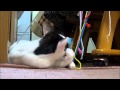 紐にじゃれる猫　Cat plays with strings.
