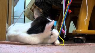 紐にじゃれる猫　Cat plays with strings.