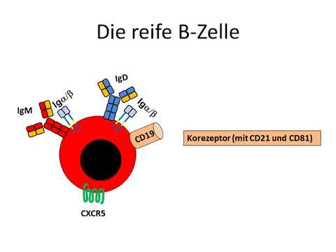 Video: Praktische Richtlinien Für Die Sequenzanalyse Des B-Zell-Rezeptor-Repertoires