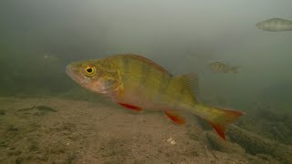 River Lea Lee Underwater Towpath Fishery Perch Roach Dace 2