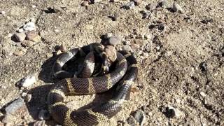 King snake vs rattlesnake while out on a bike ride we came across the
two trail.