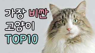 가장 비싼 고양이 TOP10 | expensive cat breeds top10 | 고양이 랭킹 | 고양이 순위 screenshot 5