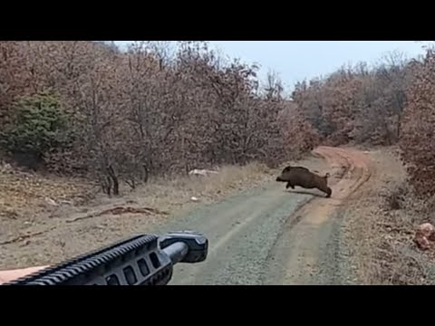 Konya/Beyşehir Üzümlü yaban domuzu avı / Wild Boar Hunting Okay Şahin-Selçuk Poslu