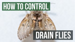 How to Control Drain Flies