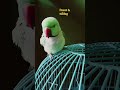 #parrot #viral #funny #shortvideo #youtubeshorts