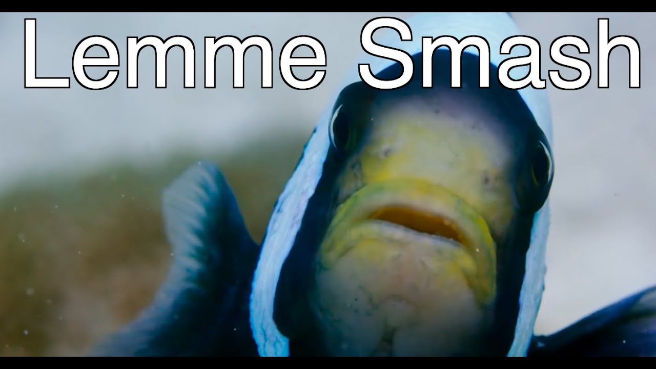 Lemme Smash - Fish Edition 