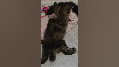 Video 11839141: siberian kitten