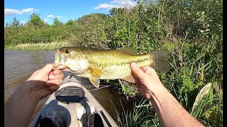 Largemouth Bass on Ned Rig