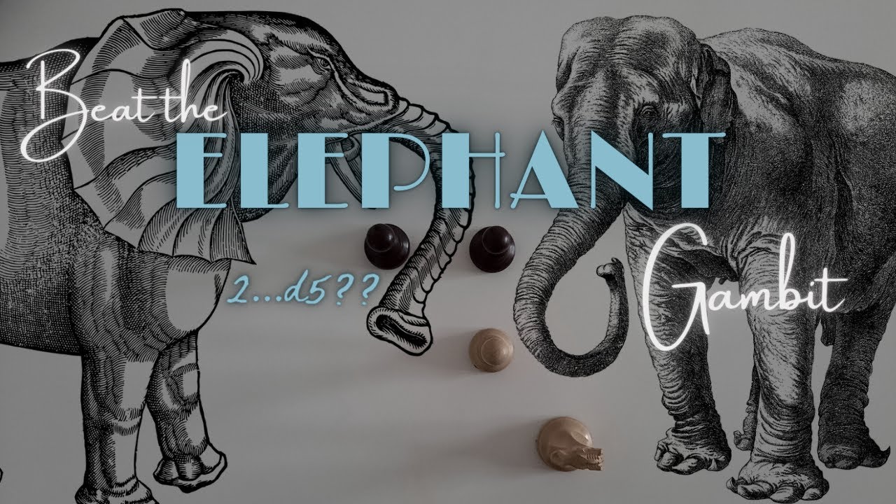 The Elephant Gambit (And how to beat it every time.), on YouTube