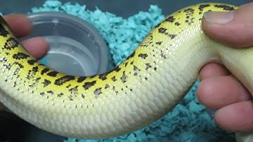 Brian Gundy Gives Update on Favorite 2019 Baby Ball Python