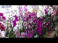 "ВКУСНЫЕ" орхидеи в САДОВОМ ЦЕНТРЕ! КРУПНЫЕ цветы, МОЩНЫЕ листья, корни.
