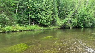 Michigan Trout Fishing River Brown and Rainbow Trout