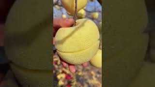 Yellow Apple #shorts #ytshorts 🍓🍓💯 What Is A Yellow Apple