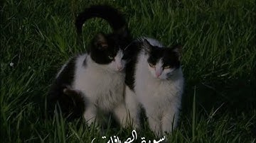 سورة الصافات Quran القران الكريم