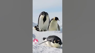 Dạy Bé Tên Các Con Vật Bằng Tiếng Anh Và Tiếng Việt  - Teach children animal names #animals #cute