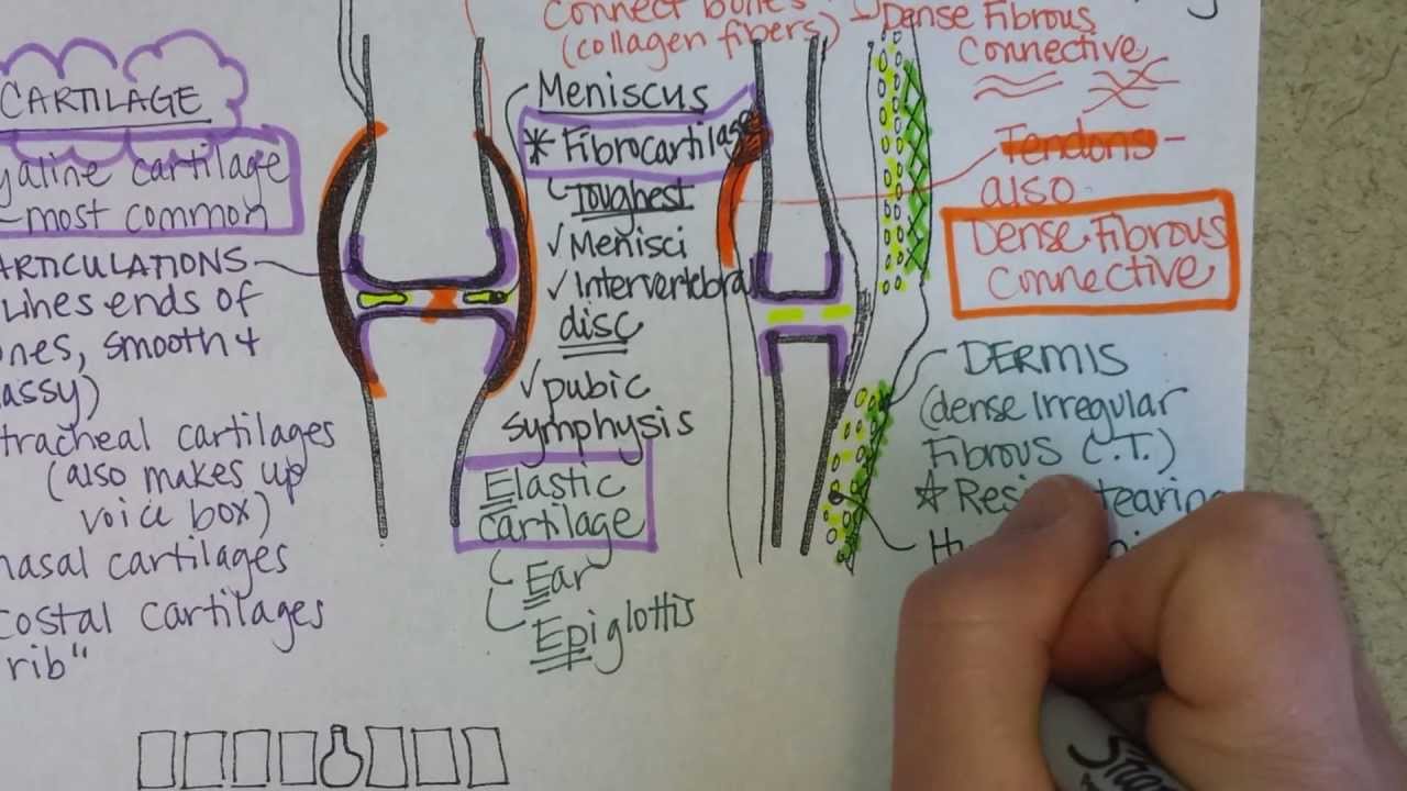 Connective Tissue Continued