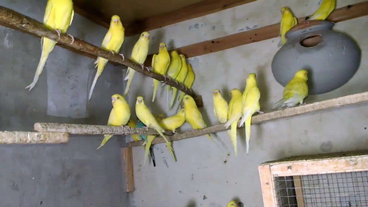 My Birds Colony Update With Summer Season Tips kitchen gardening in uganda