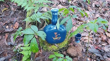 RU Sâm Ngọc Linh - Quốc Bảo Việt Nam