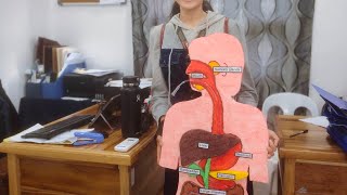 Human Digestive System | Science (Teaching Demonstration)