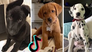 Dogs Doing Funny Things Tik Tok ~ Cutest Puppies TIKTOK Compilation ~ Fluppy