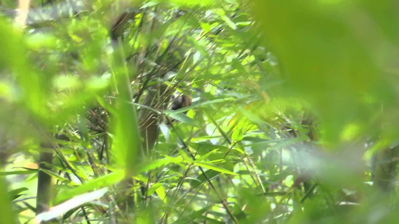 Speckled Piculet Picumnus innominatus