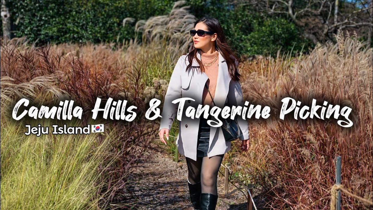 Видеоблог с острова Чеджу 🇰🇷 Сбор камелий и мандаринов в саду отца