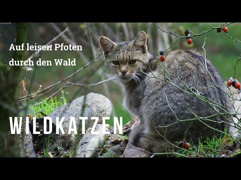 Auf leisen Pfoten durch den Wald - Wildkatzen | ein Online-Vortrag