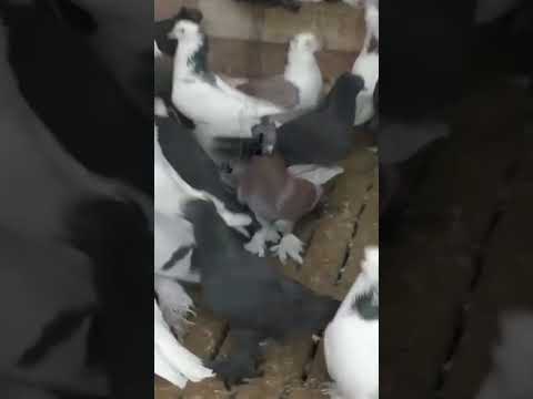 Ленинаканские#голуби#бойныеголуби#ленинаканские#pigeons​​​##Tauben​​​##աղավնիներ​​​##göyərçinlər​​​б