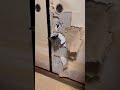 猫を飼う前に覚悟した事