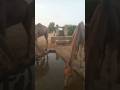 Camels are drinking water camel camelofthar babydrinkingmilk animal camelmeet