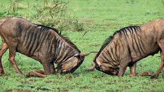 Wildebeest Facts  Interesting Facts about Wildebeest  Facts about Wildebeest