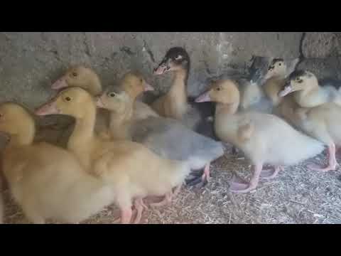 اسمعوا صوت البط الصغير ي