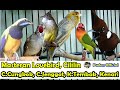 MASTERAN KOMPLIKASI LOVEBIRD, CILILIN, CUCAK CUNGKOK, CUCAK JENGGOT, KAPAS TEMBAK DAN KENARI