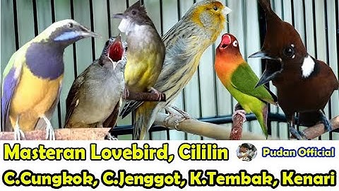 MASTERAN KOMPLIKASI LOVEBIRD, CILILIN, CUCAK CUNGKOK, CUCAK JENGGOT, KAPAS TEMBAK DAN KENARI