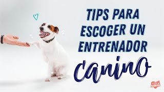COMO ELEGIR UN ENTRENADOR CANINO screenshot 1